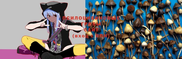 ПСИЛОЦИБИНОВЫЕ ГРИБЫ Баксан
